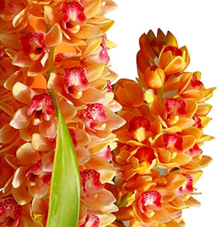 Mixed Cymbidium Maxillaria Goeringii Seeds for Planting – Heirloom, Non-GMO, Compact Growth, High Germination