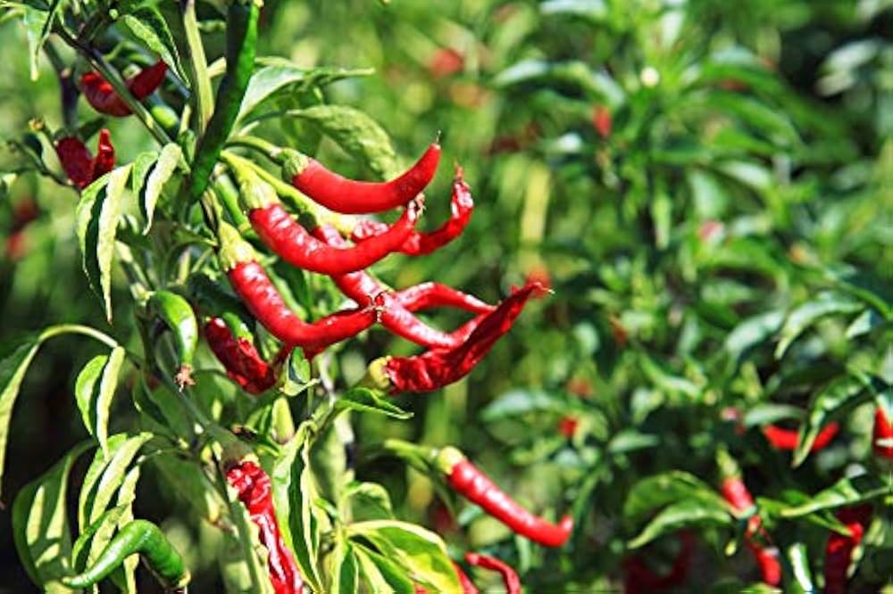 Red Chilli Seeds for Planting – Heirloom Non-GMO Hot Pepper Vegetable Seeds with High Germination for Organic Gardens