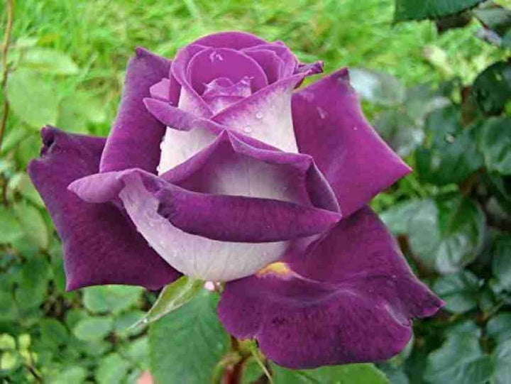 White Purple Rose Flower Seeds for Planting – Premium Quality, Heirloom, Non-GMO, High Germination Organic Garden Seeds