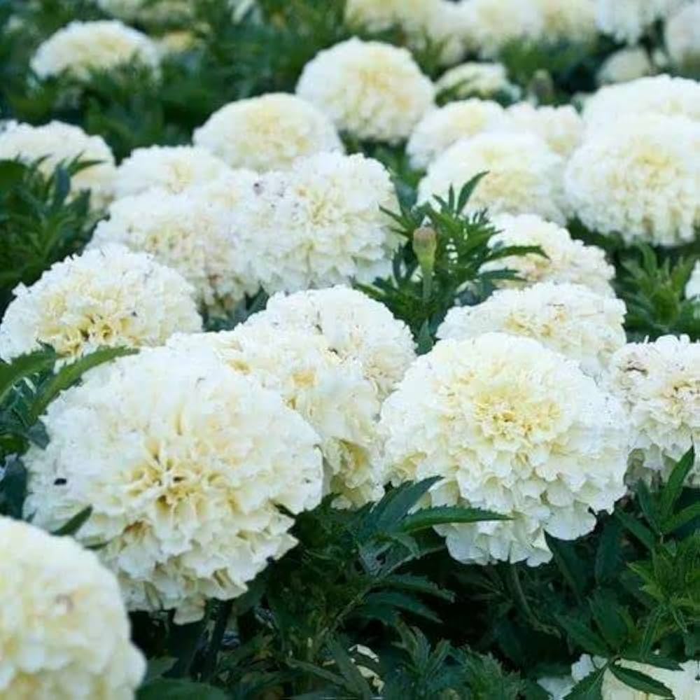 White Marigold Flower Seeds for Planting – Heirloom, Non-GMO, High Germination Organic Garden Seeds