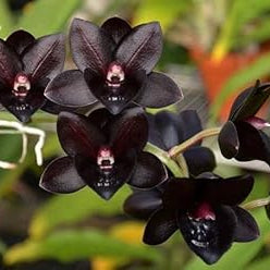Flower Seeds, Seeds,Seeds For Planting,Plant Seeds