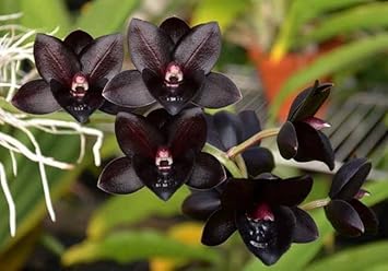 Flower Seeds, Seeds,Seeds For Planting,Plant Seeds