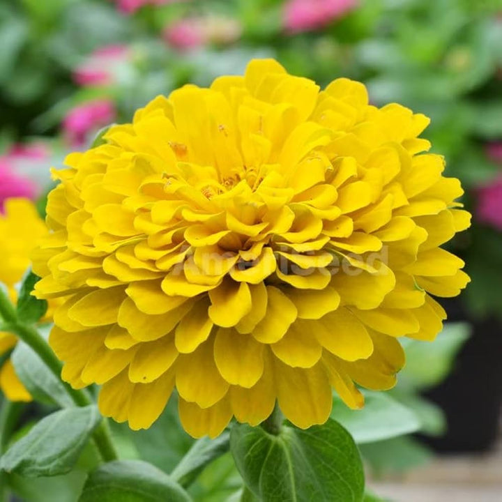 Flower Seeds, Seeds,Seeds For Planting,Plant Seeds