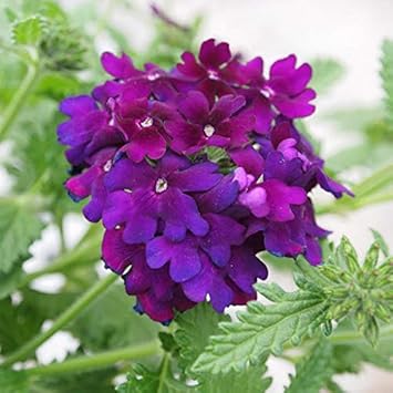 Flower Seeds, Seeds,Seeds For Planting,Plant Seeds