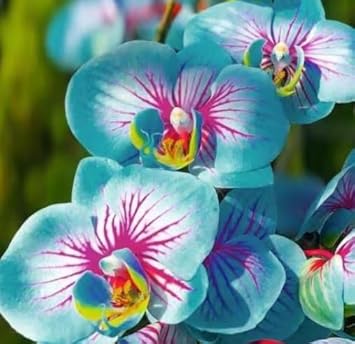 Flower Seeds, Seeds,Seeds For Planting,Plant Seeds