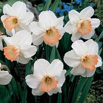 Flower Seeds, Seeds,Seeds For Planting,Plant Seeds