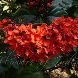 Flower Seeds, Seeds,Seeds For Planting,Plant Seeds