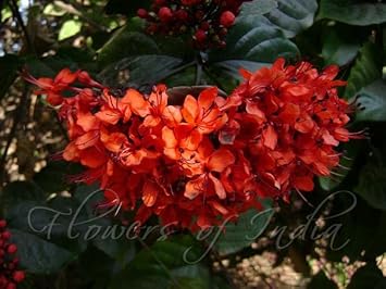 Flower Seeds, Seeds,Seeds For Planting,Plant Seeds