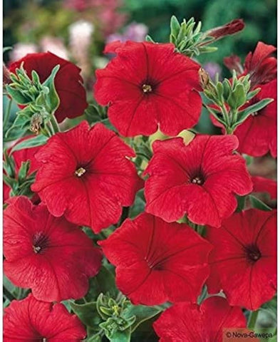 Flower Seeds, Seeds,Seeds For Planting,Plant Seeds