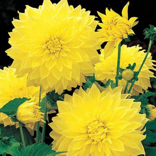 Dahlia Pachyderms Flower Seeds for Planting – Heirloom, Non-GMO, High Germination Organic Garden Seeds