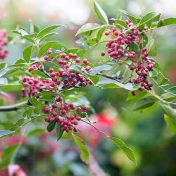 Fruit Seeds,Garden seeds, Seeds For Planting,Plant Seeds