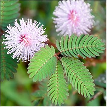 Flower Seeds, Seeds,Seeds For Planting,Plant Seeds