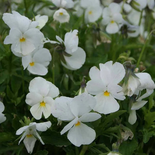 White Pansy Flower Seeds for Planting – Heirloom, Non-GMO, High Germination Garden Seeds