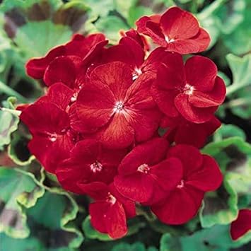 Flower Seeds, Seeds,Seeds For Planting,Plant Seeds