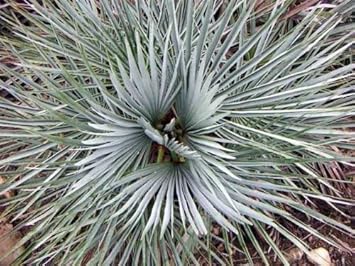 Flower Seeds, Seeds,Seeds For Planting,Plant Seeds