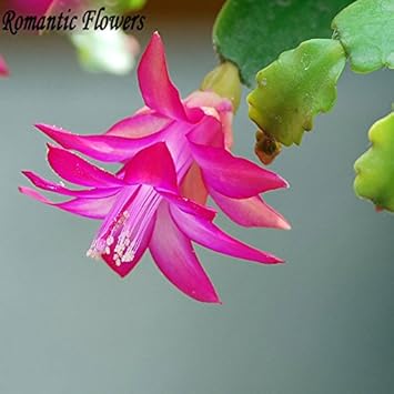 Lavender Schlumbergera Flower Seeds for Planting – Heirloom, Non-GMO, Hardy Variety, High Germination