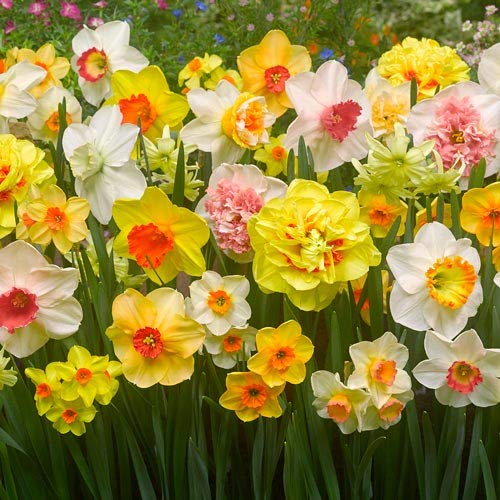 Narcissus Flower Seeds for Planting – Wildflower Mix, Heirloom, Non-GMO, High Germination