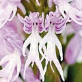 Purple Dracula Flower Seeds for Planting – Heirloom, Non-GMO Wildflower Mix Organic Garden Seeds