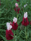 Red Lavender Flower Seeds for Planting – Heirloom, Non-GMO Cut-Flower Favorite Organic Garden Seeds