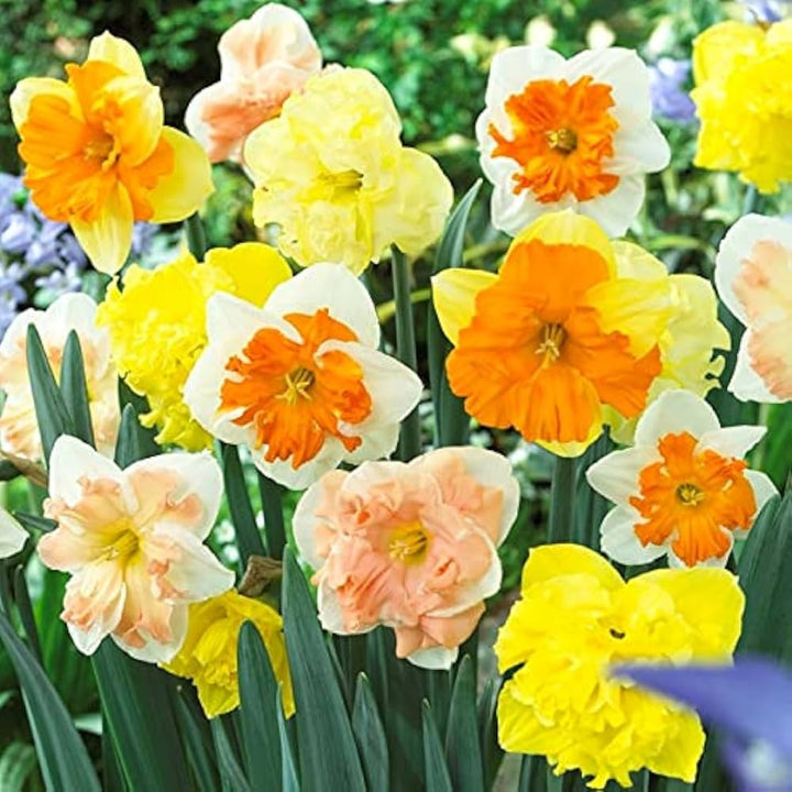Double Mixed Petals Narcissus Daffodil Flower Seeds for Planting – Heirloom, Non-GMO, Hardy, High Germination