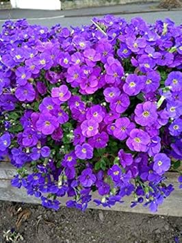 Flower Seeds, Seeds,Seeds For Planting,Plant Seeds