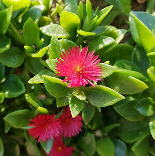 Flower Seeds, Seeds,Seeds For Planting,Plant Seeds