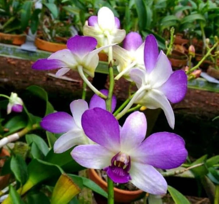 Violet Hydroponic Orchid Flower Seeds for Planting – Heirloom, Non-GMO, High Germination Organic Garden Seeds