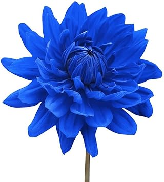 Flower Seeds, Seeds,Seeds For Planting,Plant Seeds