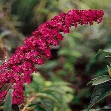 Flower Seeds, Seeds,Seeds For Planting,Plant Seeds