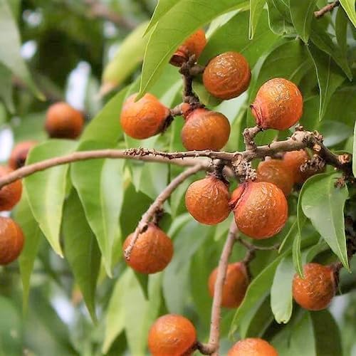 Soapberry Plant Seeds for Planting – Heirloom, Non-GMO Tree Seeds for Natural Cleansing Gardens
