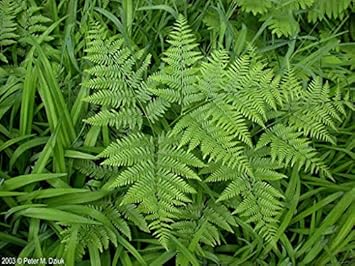 Flower Seeds, Seeds,Seeds For Planting,Plant Seeds