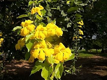 Flower Seeds, Seeds,Seeds For Planting,Plant Seeds