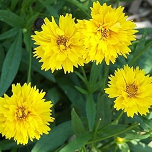 Flower Seeds, Seeds,Seeds For Planting,Plant Seeds