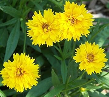 Flower Seeds, Seeds,Seeds For Planting,Plant Seeds