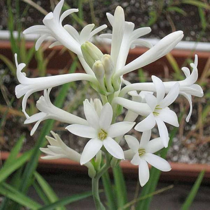 Tuberose Flower Seeds for Planting – Vibrant Colors, Heirloom Non-GMO, High Germination Organic Garden Seeds