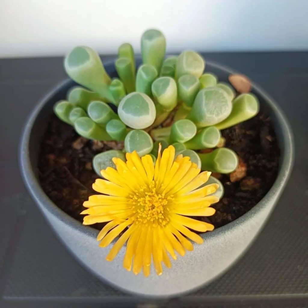 Flower Seeds, Seeds,Seeds For Planting,Plant Seeds