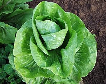 Vegetable Seeds,Garden seeds, Seeds For Planting,Plant Seeds