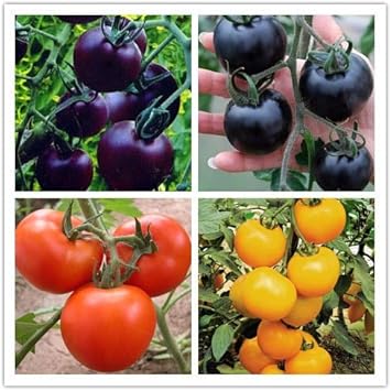 Vegetable Seeds,Garden seeds, Seeds For Planting,Plant Seeds