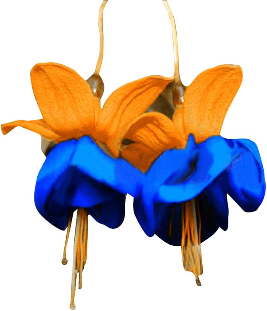 Orange Blue Fuchsia Hybrida Flower Seeds for Planting – Heirloom, Non-GMO, High Germination Garden Seeds