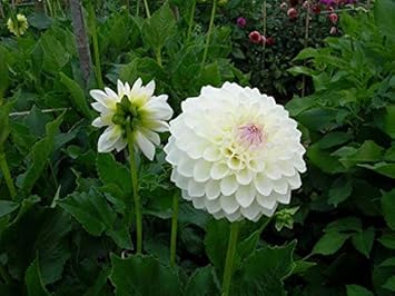 Flower Seeds, Seeds,Seeds For Planting,Plant Seeds