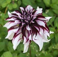 Maroon Red White Dahlia Flower Seeds for Planting – Heirloom, Non-GMO, Compact Growth Organic Garden Seeds