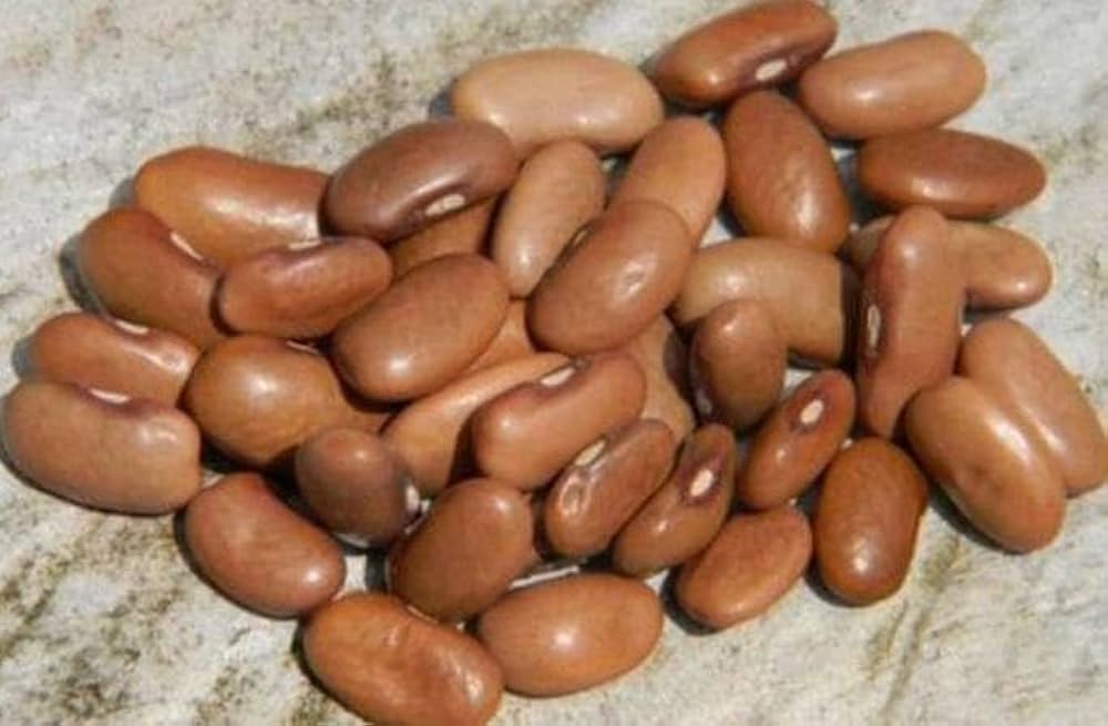 Brown Swedish Beans Vegetable Seeds for Planting – Heirloom & Non-GMO Garden Seeds for Traditional Dishes