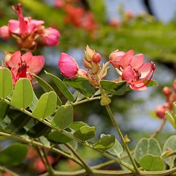 Flower Seeds, Seeds,Seeds For Planting,Plant Seeds