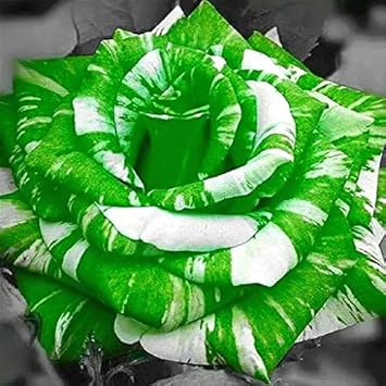 Flower Seeds, Seeds,Seeds For Planting,Plant Seeds