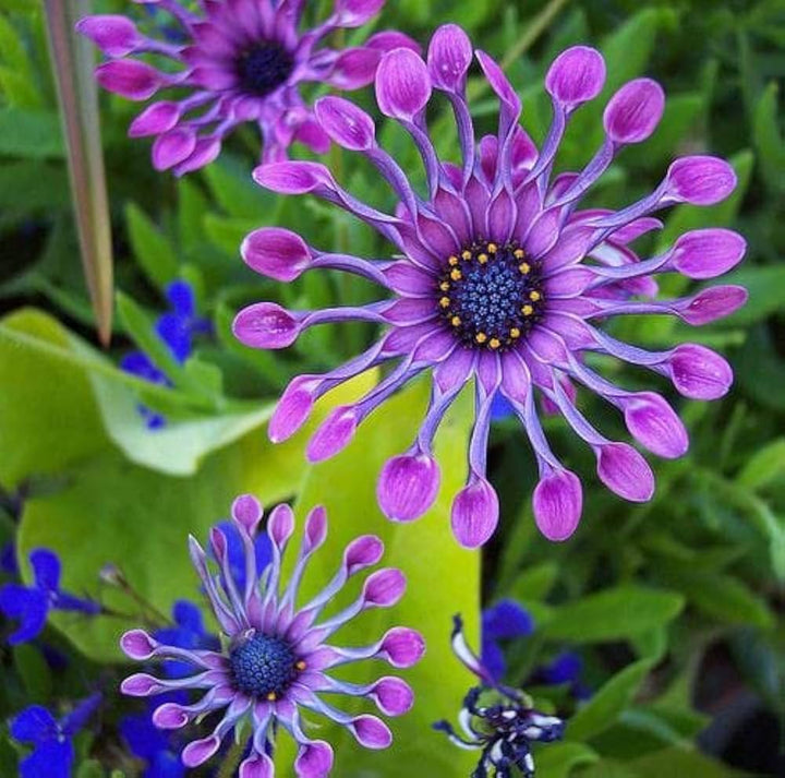 Violet Osteospermum Flower Seeds for Planting – Premium Heirloom Non-GMO High Germination Seeds
