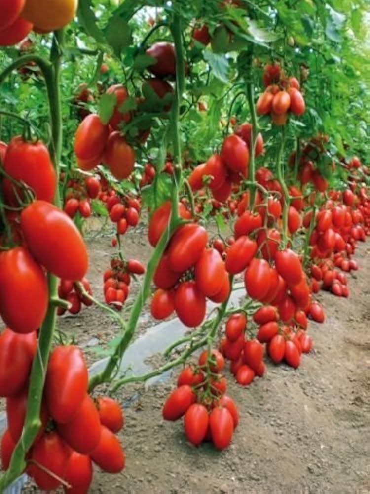 San Marzano Tomato Seeds – Heirloom Non‑GMO Classic Italian Vegetable Seeds for Planting, Organic Garden Seeds