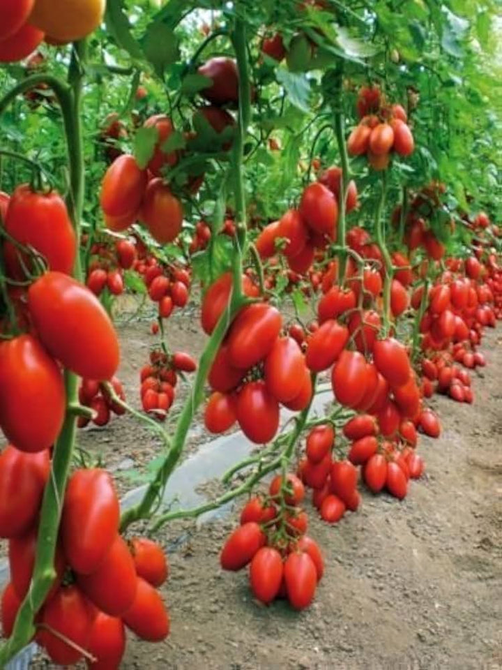 San Marzano Tomato Seeds – Heirloom Non‑GMO Classic Italian Vegetable Seeds for Planting, Organic Garden Seeds