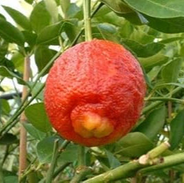 Fruit Seeds,Garden seeds, Seeds For Planting,Plant Seeds