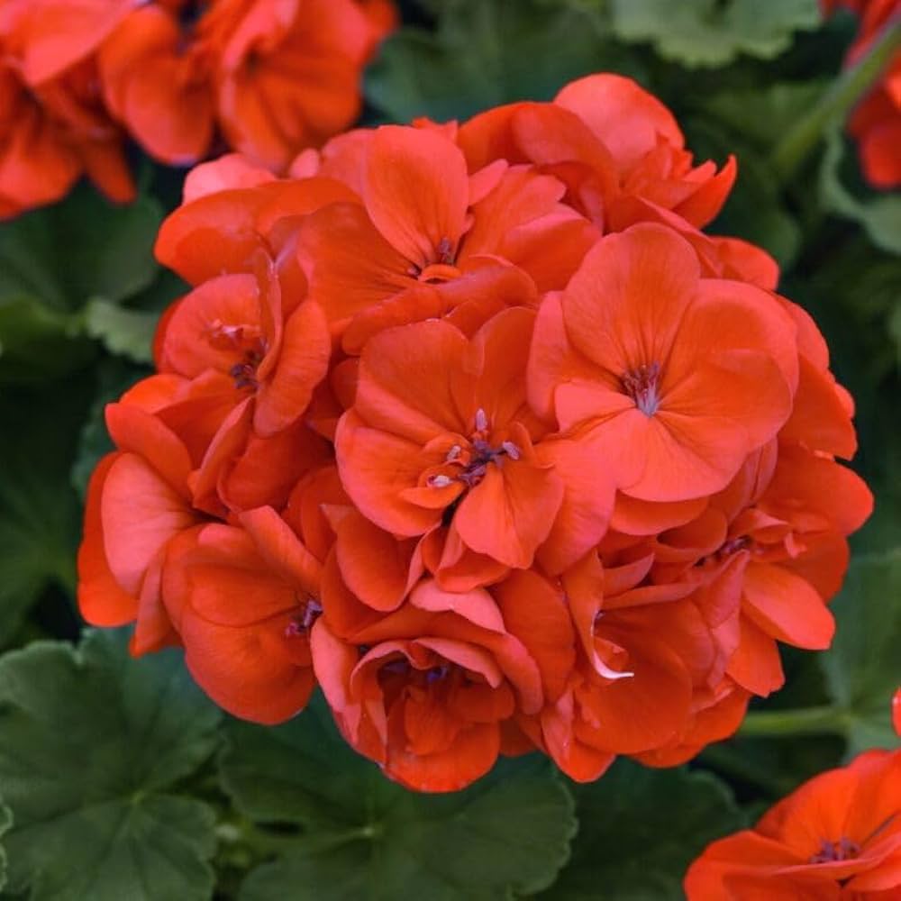 Geranium Light Orange Flower Seeds for Planting – Heirloom Non-GMO, High Germination Organic Garden Seeds
