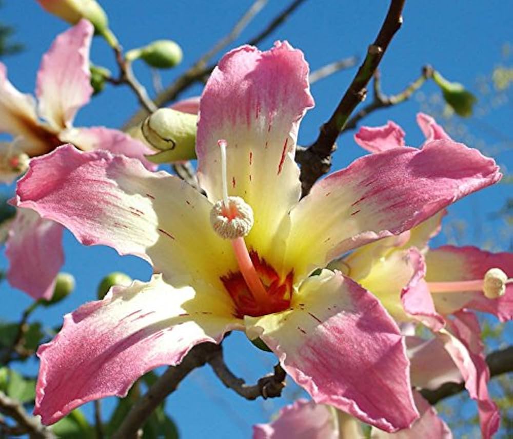 Chorisia Insignis Flower Seeds for Planting – Beautiful Silk Floss Tree Blooms